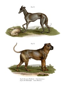 Galgo de German School